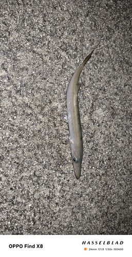 オニカマスの釣果