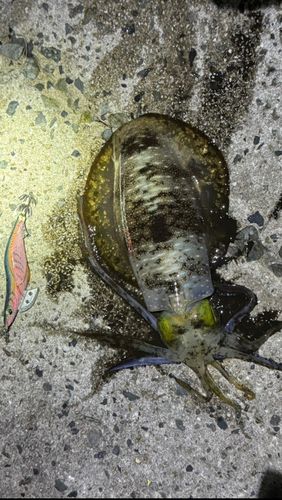 アオリイカの釣果