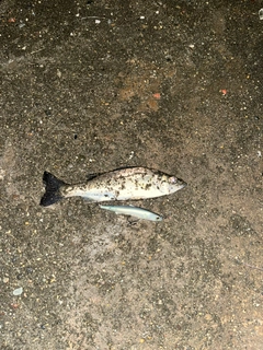 スズキの釣果