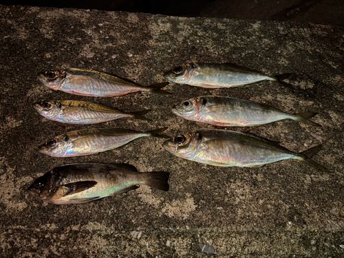 アジの釣果