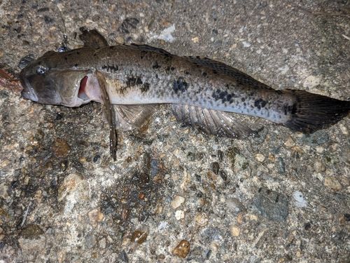 ウロハゼの釣果