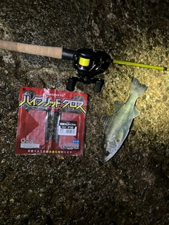セイゴ（マルスズキ）の釣果