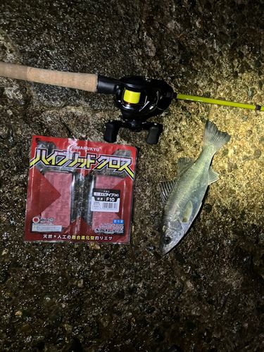 セイゴ（マルスズキ）の釣果