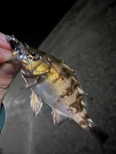 シロメバルの釣果