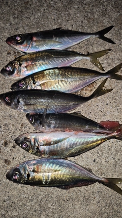 アジの釣果