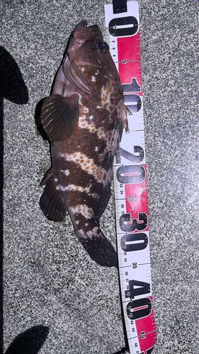 キジハタの釣果