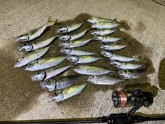 マアジの釣果