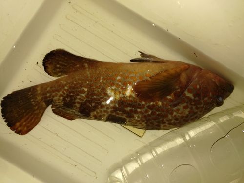 キジハタの釣果