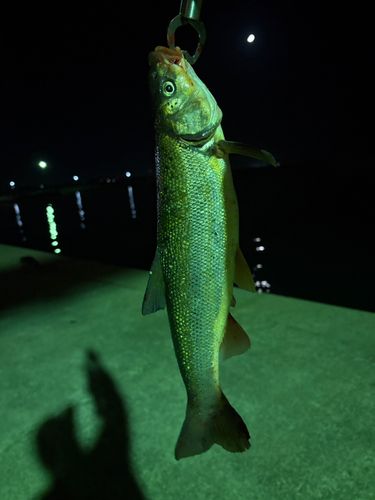ウグイの釣果