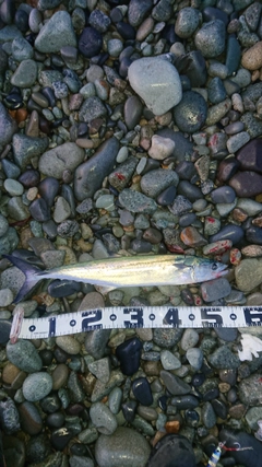 サゴシの釣果