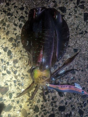 アオリイカの釣果