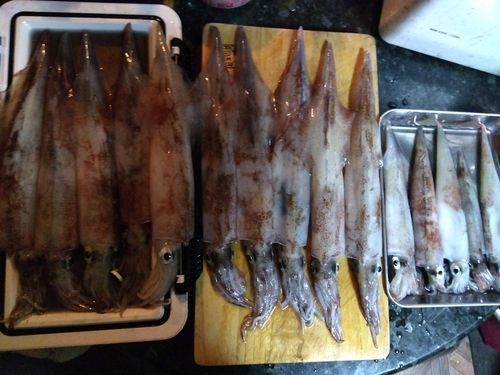 ヤリイカの釣果