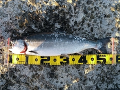 サクラマスの釣果