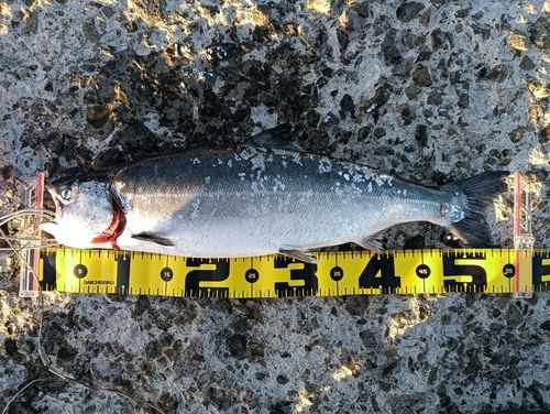 サクラマスの釣果