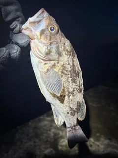 ソイの釣果