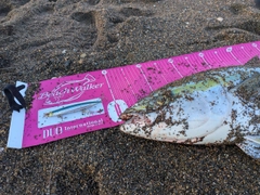 ワラサの釣果
