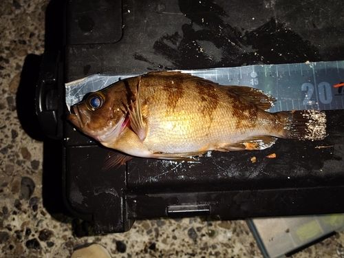 メバルの釣果