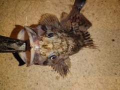 クロソイの釣果