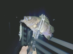 シロメバルの釣果