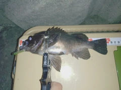 シロメバルの釣果