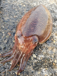 スミイカの釣果