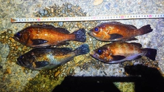 メバルの釣果
