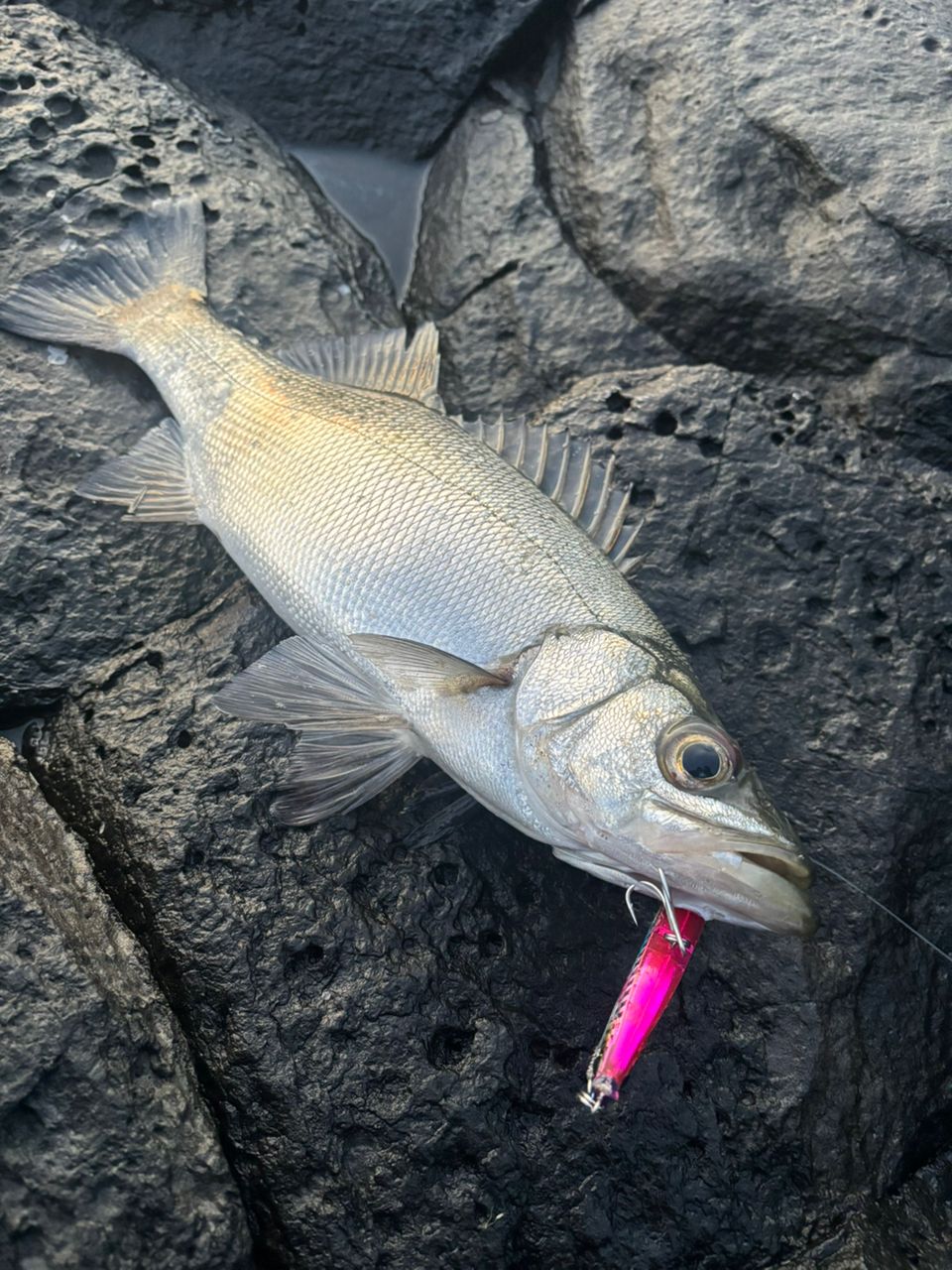 Ripple Fisher モンスターインパクト 101HHの最安値・インプレ・釣果