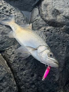 ヒラスズキの釣果