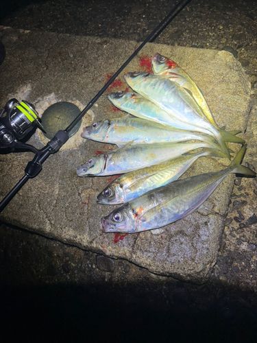 アジの釣果