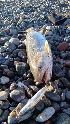 アメマスの釣果