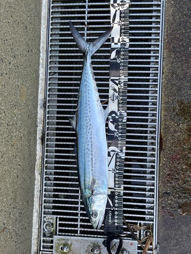 サワラの釣果