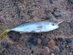 ツバスの釣果