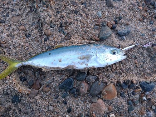 ツバスの釣果