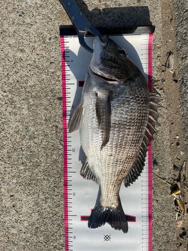 クロダイの釣果