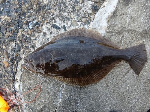 ヒラメの釣果