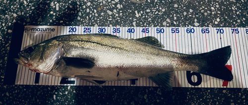 釣果
