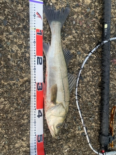 フッコ（マルスズキ）の釣果