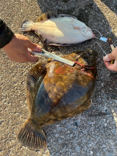 カレイの釣果