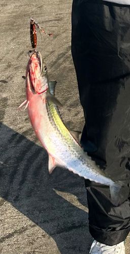 サゴシの釣果