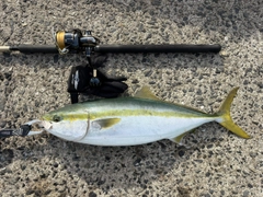 ブリの釣果