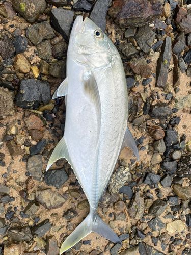 オニヒラアジの釣果
