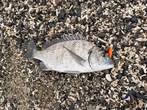 ミナミクロダイの釣果
