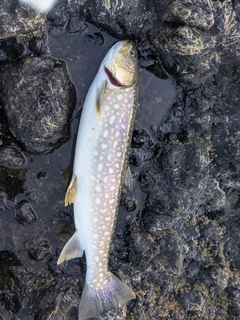 ウミアメの釣果
