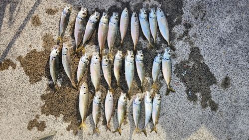マアジの釣果