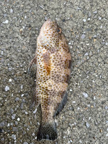 オオモンハタの釣果