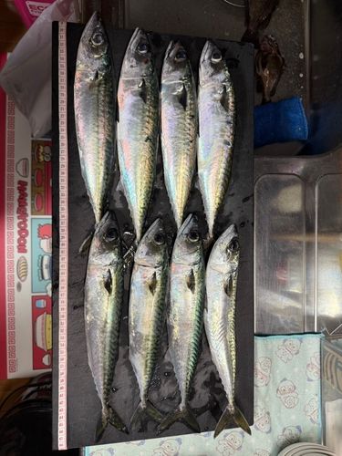 サバの釣果