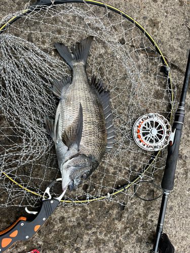 チヌの釣果