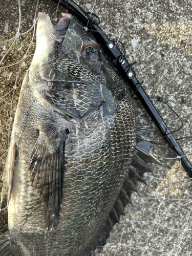 クロダイの釣果