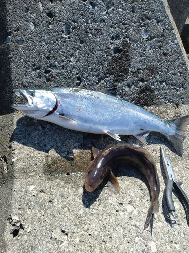 サクラマスの釣果