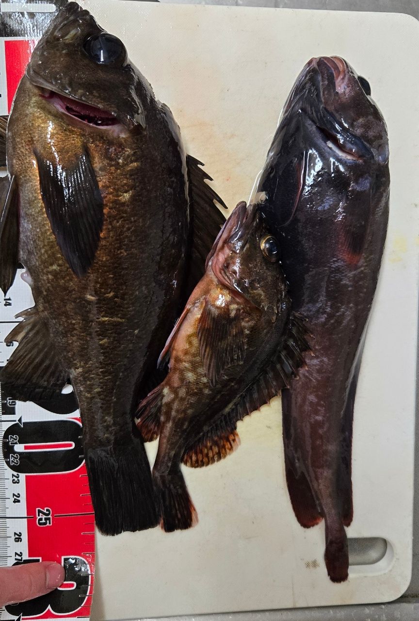 DAIWA 16メバリング X 74UL-Tの最安値・インプレ・釣果 | 本音の口コミ